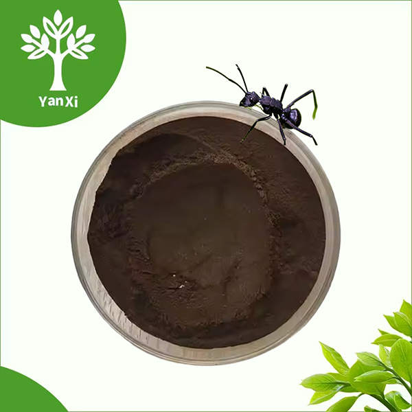 Black Ant Extract Powder Black Ant Extract Powder